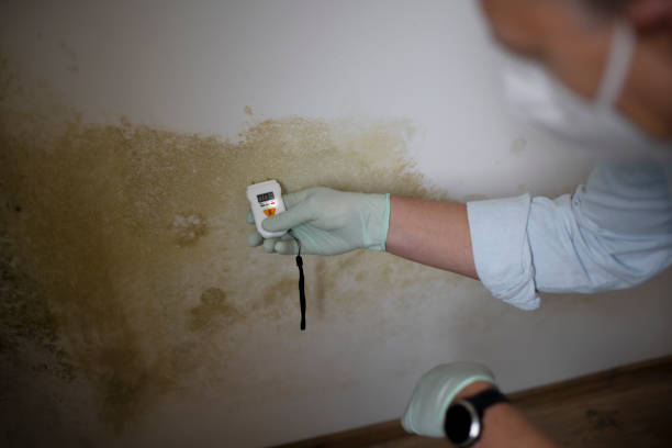 Best Local Mold Removal Service  in Moodys, OK