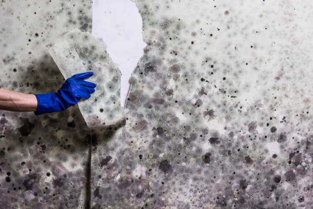 Best Mold Damage Repair  in Moodys, OK
